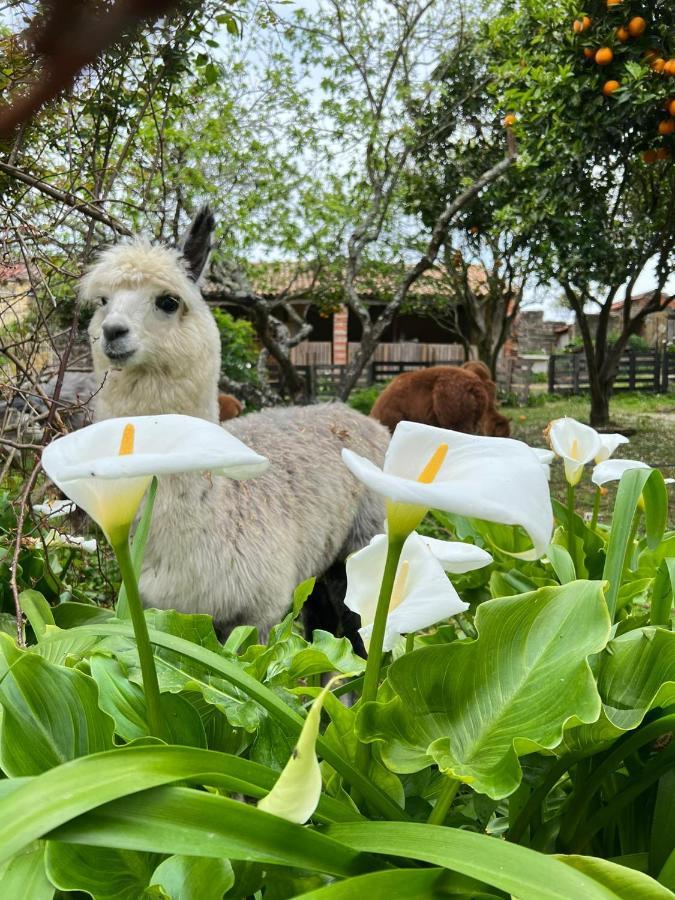 Monte Frio Alpacas Villa Nariz Exterior photo